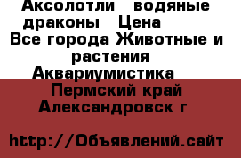 Аксолотли / водяные драконы › Цена ­ 500 - Все города Животные и растения » Аквариумистика   . Пермский край,Александровск г.